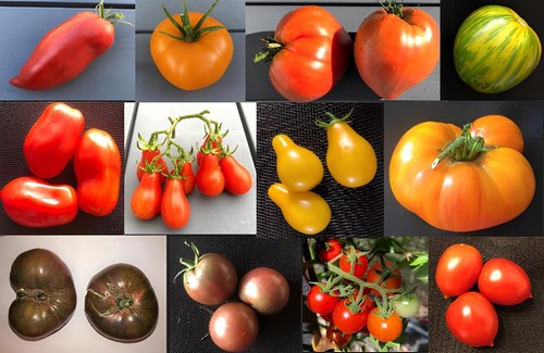 Lot sachets 20 graines - lot,
