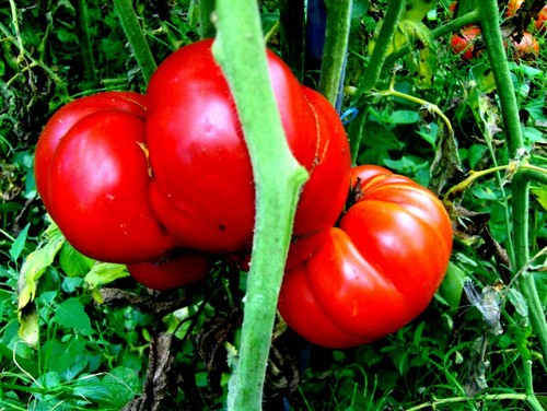 Graines tomate russe - 30,