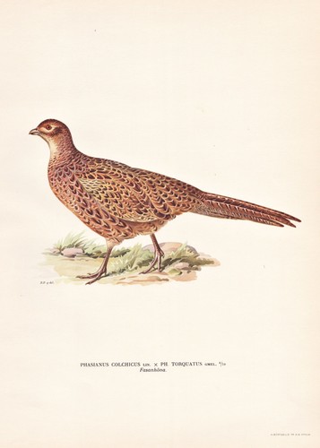 Faisan oiseau lithographie - oiseau,