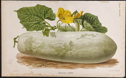 1887 courge cireuse - -,