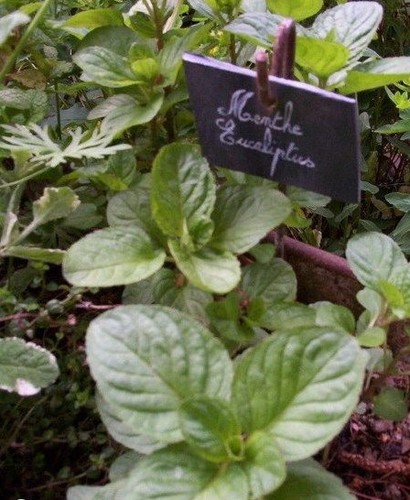 Menthe eucalyptus minta - menthe, 'eucalyptus'