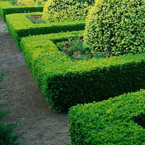 Buxus sempervirens château - sempervirens, 'château'