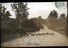 ALLIGNY-prés-COSNE (58) TURKEY GAVING LIFT, postcard photo in 1905