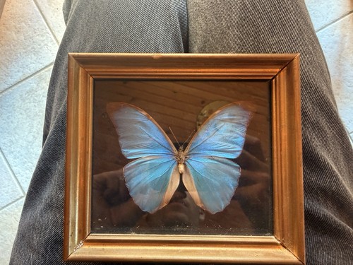 Boîte cadre papillon - boîte-cadre, morpho
