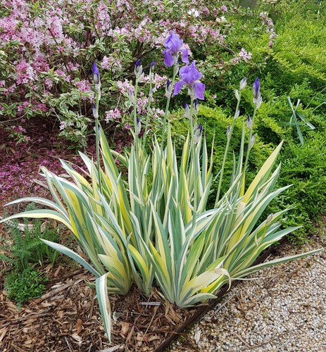 Iris pallida aurea variegata - pallida, 'aurea