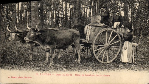 Landes dans forêt - landes, —