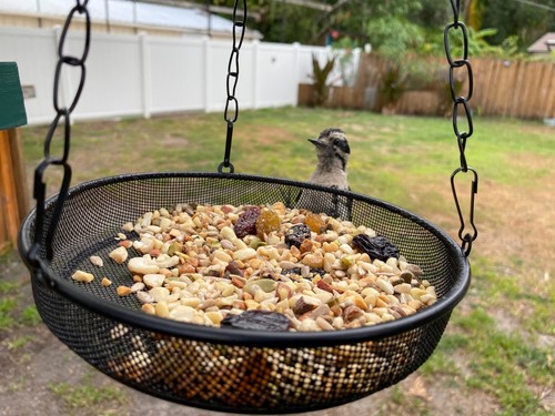 Hanging bird feeder metal - hanging,