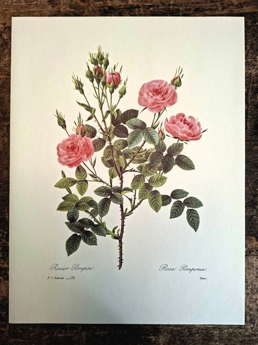 Rosier pompom botanique - pompom,