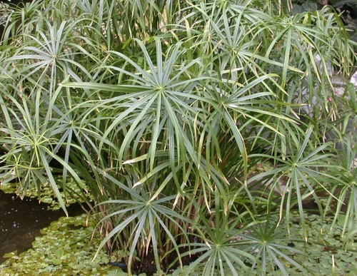 Papyrus cyperus alternifolius - cyperus,