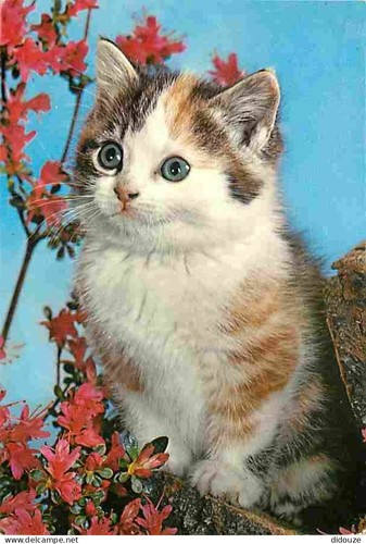 Carte postale animaux - carte,
