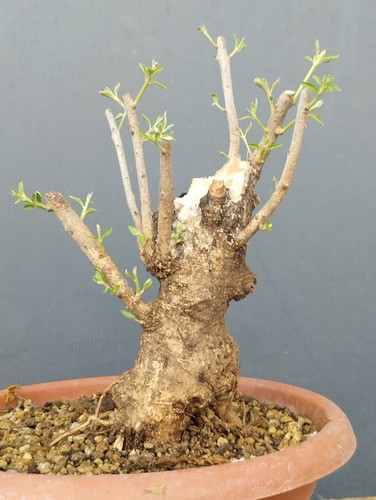 Bonsaï olivastro 10 cm - bonsaï, x