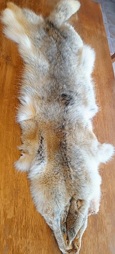 Fourrure coyote couleur - us,