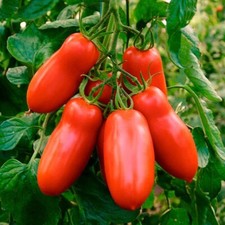 Lot De 10 Graines De Tomates