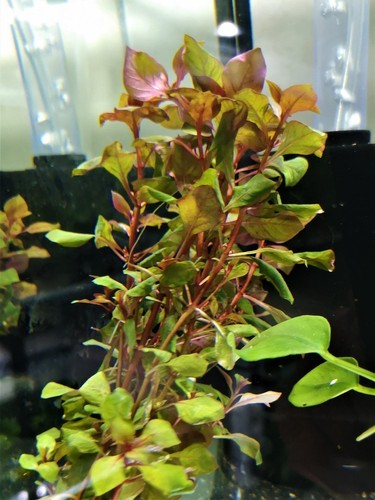 Ludwigia palustris super red - palustris,