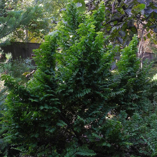 Ulmus minor jacqueline - ulmus,
