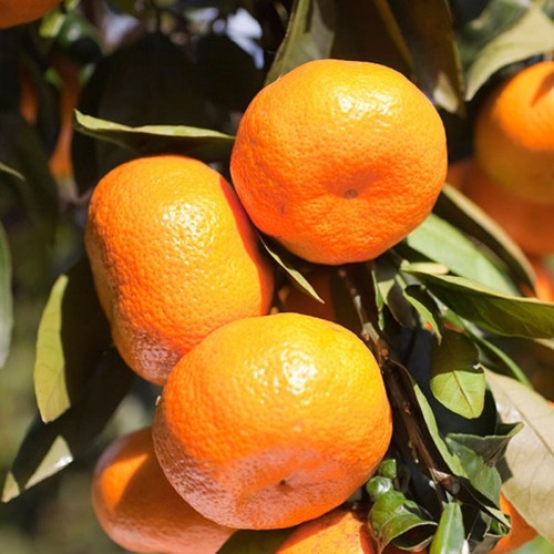 Fresh mandarins fruit - fresh, )