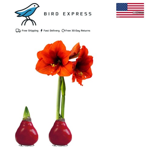 Waxed amaryllis bulb red - bulb,