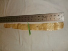 REAL ALBINO  PYTHON  SNAKESKIN