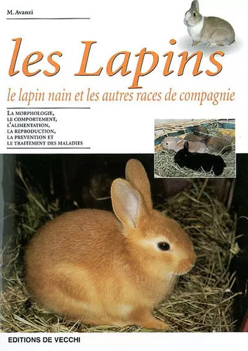 Les lapins lapin nain - lapins., et