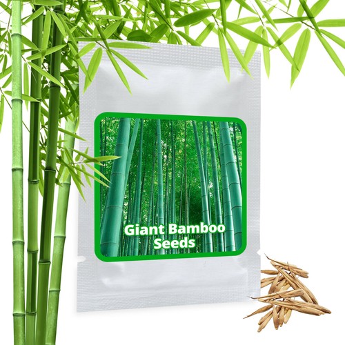 Bambou geant moso - geant,