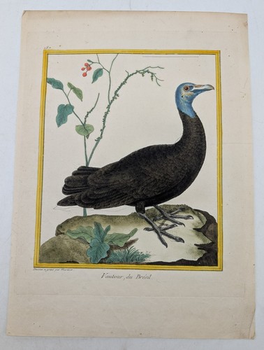 Gravure originale rapace - –,