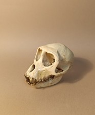 Taxidermy, Cabinet De Curiosites: Skull Maca Mulatta (Macaco Rhesus)