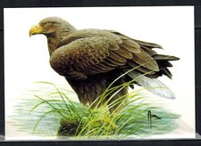 POSTCARD - WHITE QUEUE PYGAGUE - BIRD - BIRDS - BUZIN 