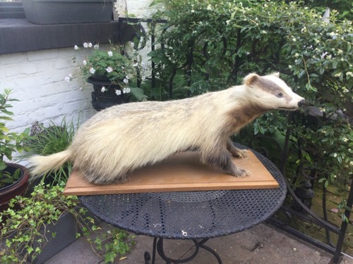 Curiosite grande taxidermie - grande,