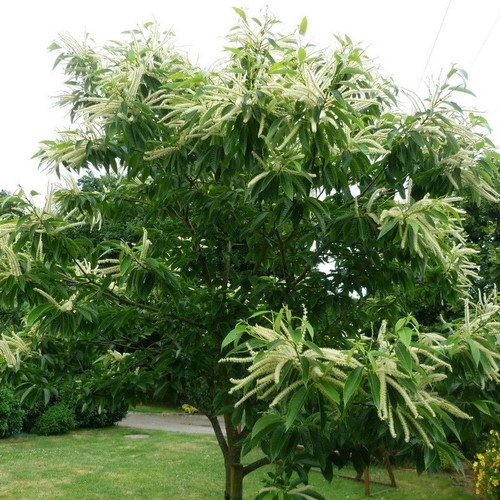 Castanea sativa châtaignier - castanea,