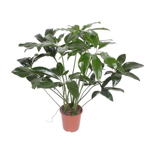Belle plante intérieur amie - plante,