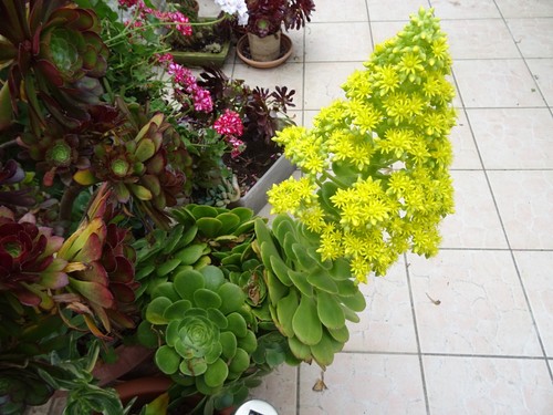 Boutures grandes plantes - boutures,