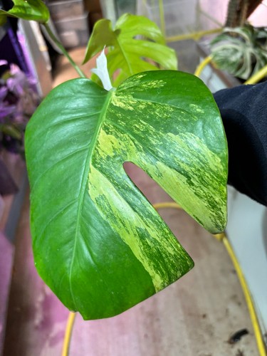Bouture monstera yellow - bouture,