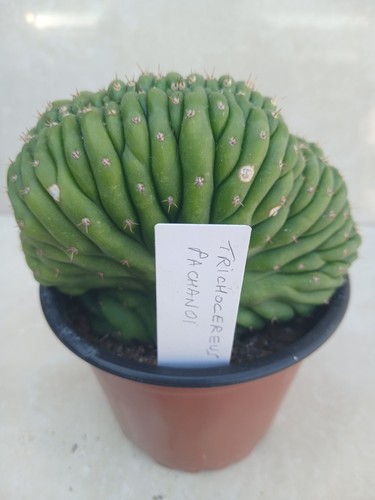 Cristate cereus tripac cactus - tripac,