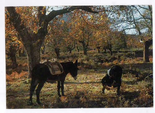 Sagone recolte des - sagone,