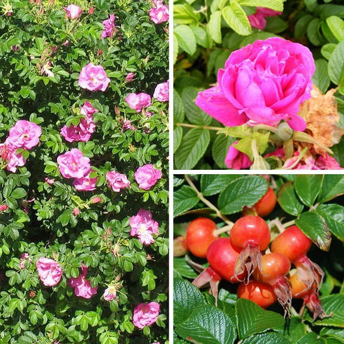 Rosa rugosa roseraie de - rosa,