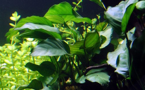 Aquaone pot anubias barteri - pot,