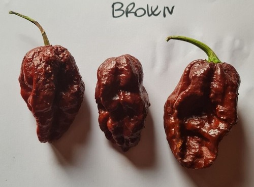 Graines piment chocolat - 20, de
