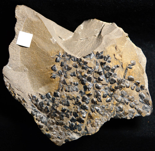 Plante fossile carbonifère - plante,