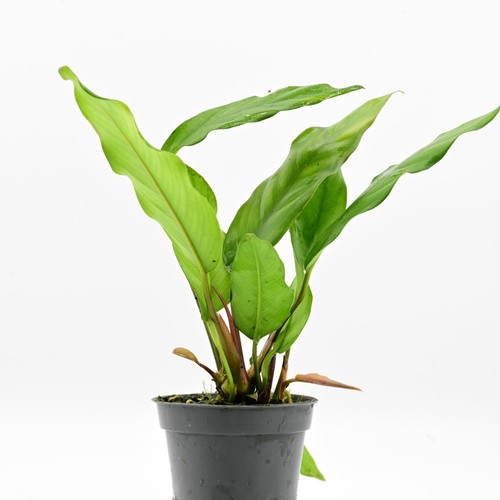 Aquabreedingskill anubias - aquabreedingskill,