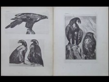 PAUL JOUVE, OISEAUX, AIGLES -