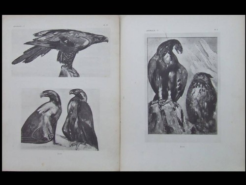 Paul jouve oiseaux aigles - aigles,