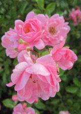 ♫ ROSIER ANCIEN 'Liane Simple Rose' - Rosa ♫ Graines ♫ Plante Ornement Mellifère