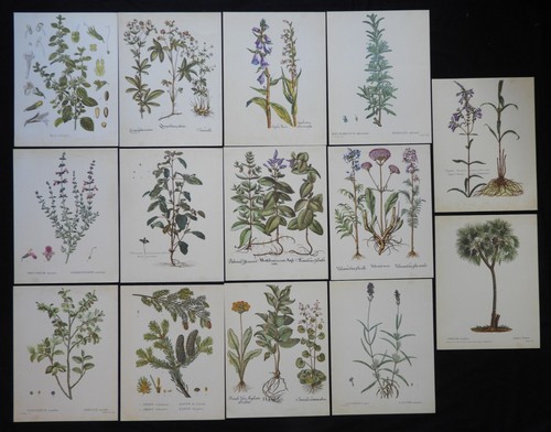 Plantes fleurs herbier - fleurs,,