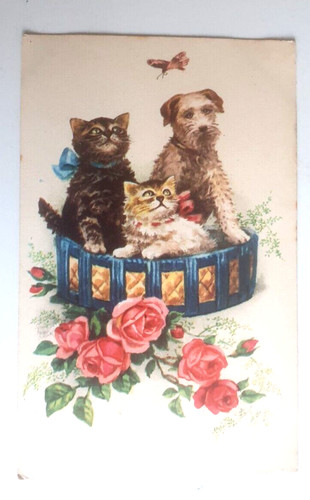 Carte postale ancienne chats - postale,