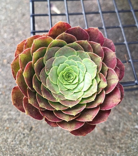 Aeonium fiesta rare - aeonium, succulent