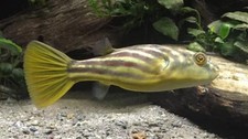 African Fahaka Puffer (Tetraodon lineatus) Tank Raised 1” – Live Freshwater Fish