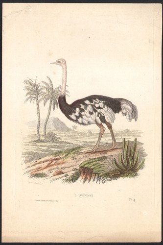 1853 gravure aquarellée - aquarellée, l'