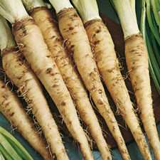 Salsifis Mammouth Amélioré |