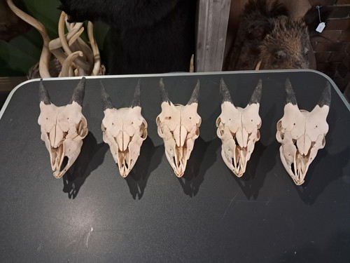 Crâne chevreau capra - crâne,
