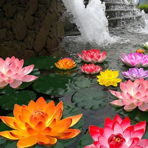 Fleur lotus eau - lotus, d'eau